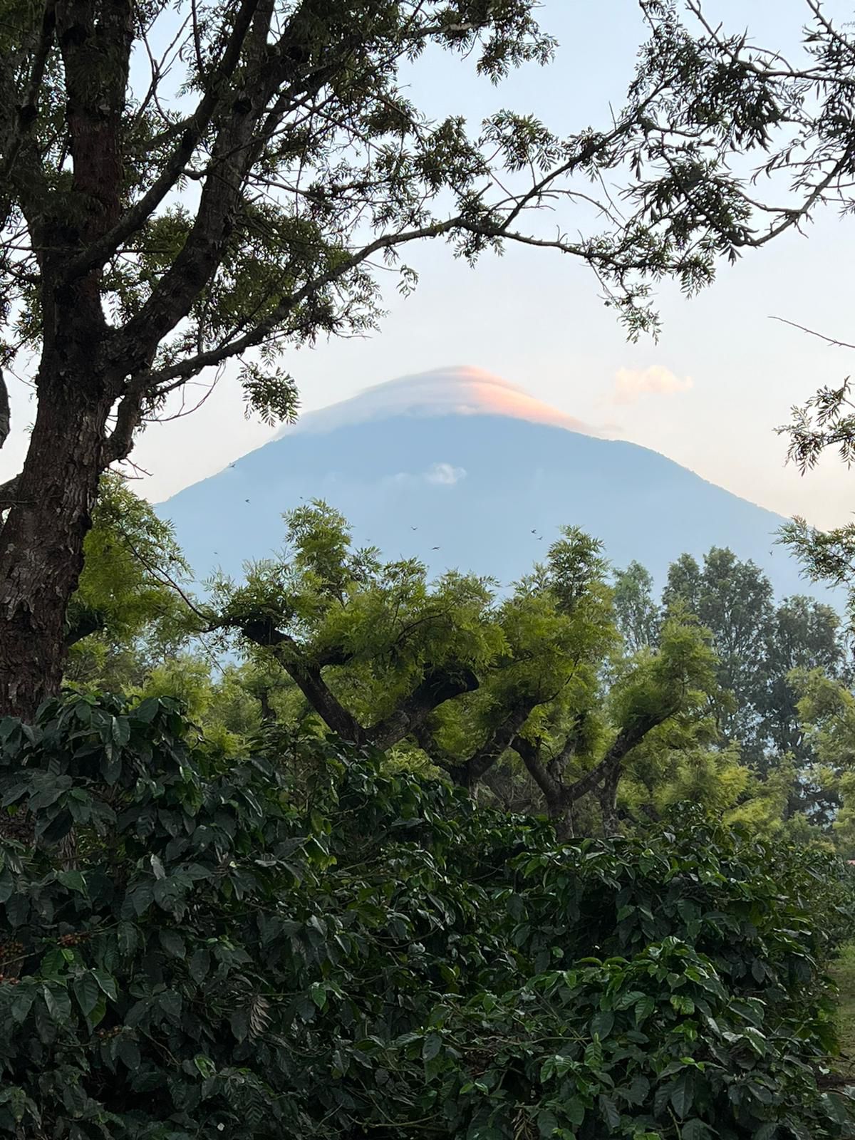 GUA001 — Finca El Potrero, Guatemala