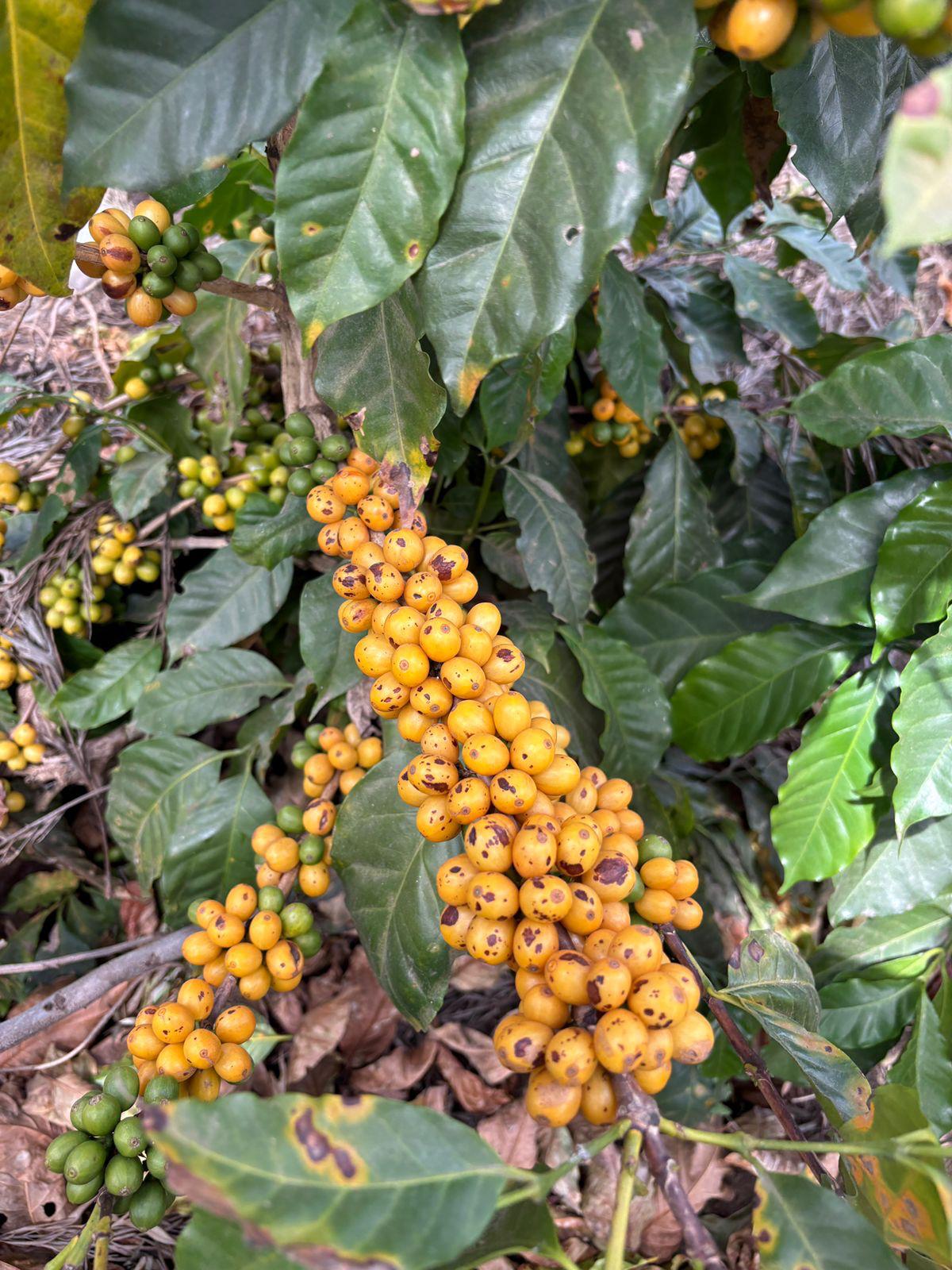 GUA002 - Guatemala Finca Relámpago