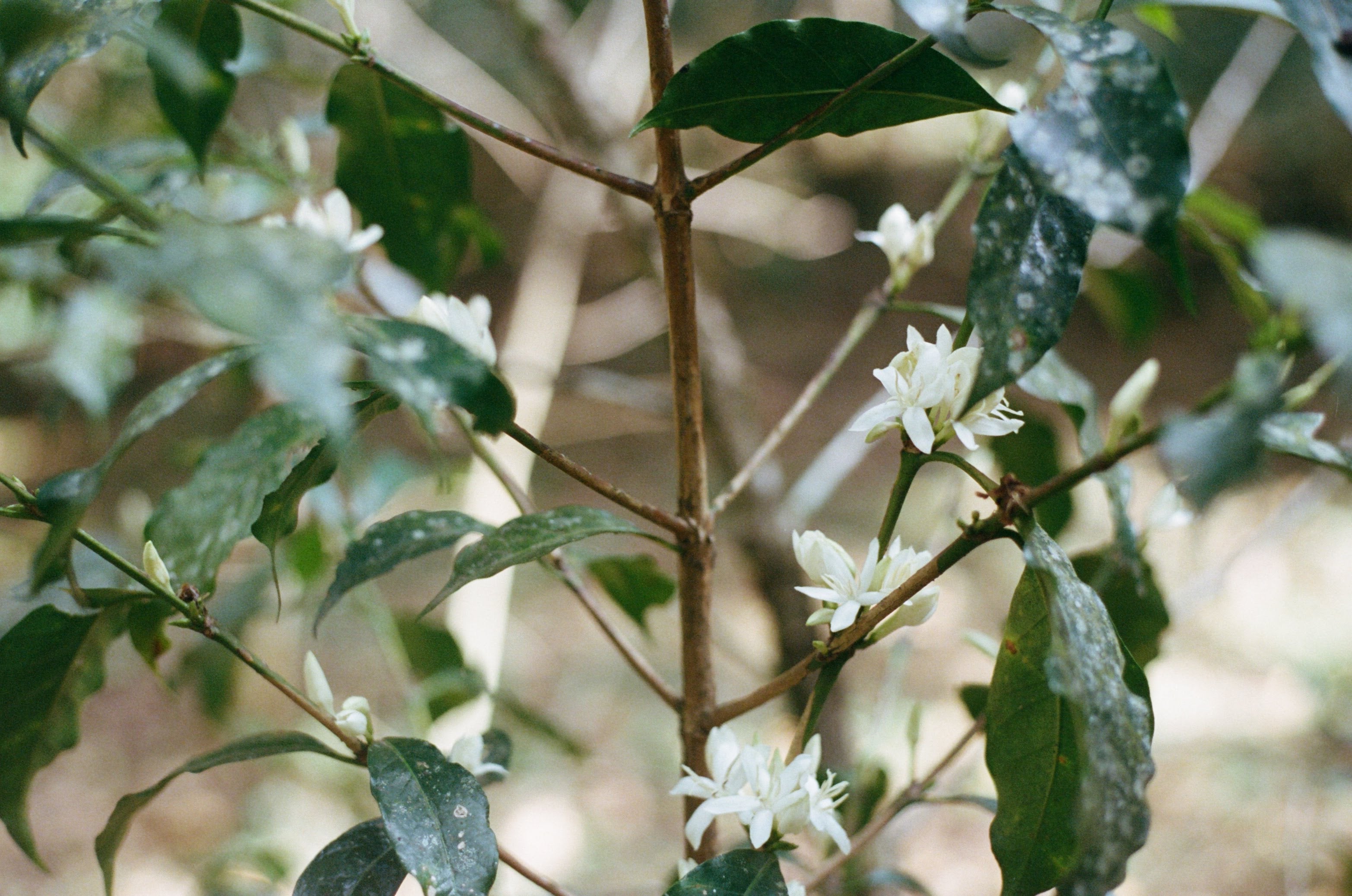 ETH-007 | Burtukaana Goro Bedesa