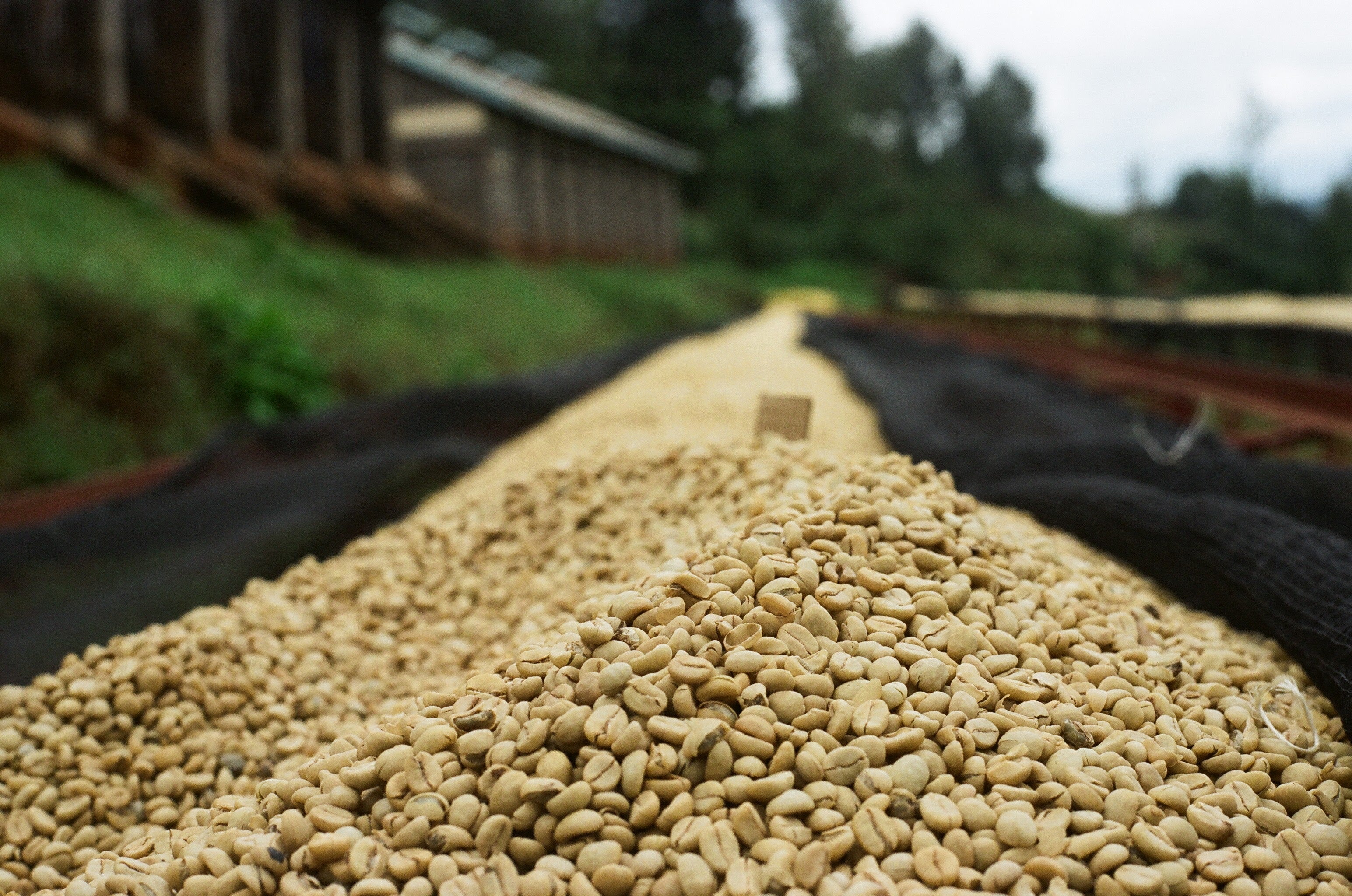 KEN-002 | AA Riakiberu