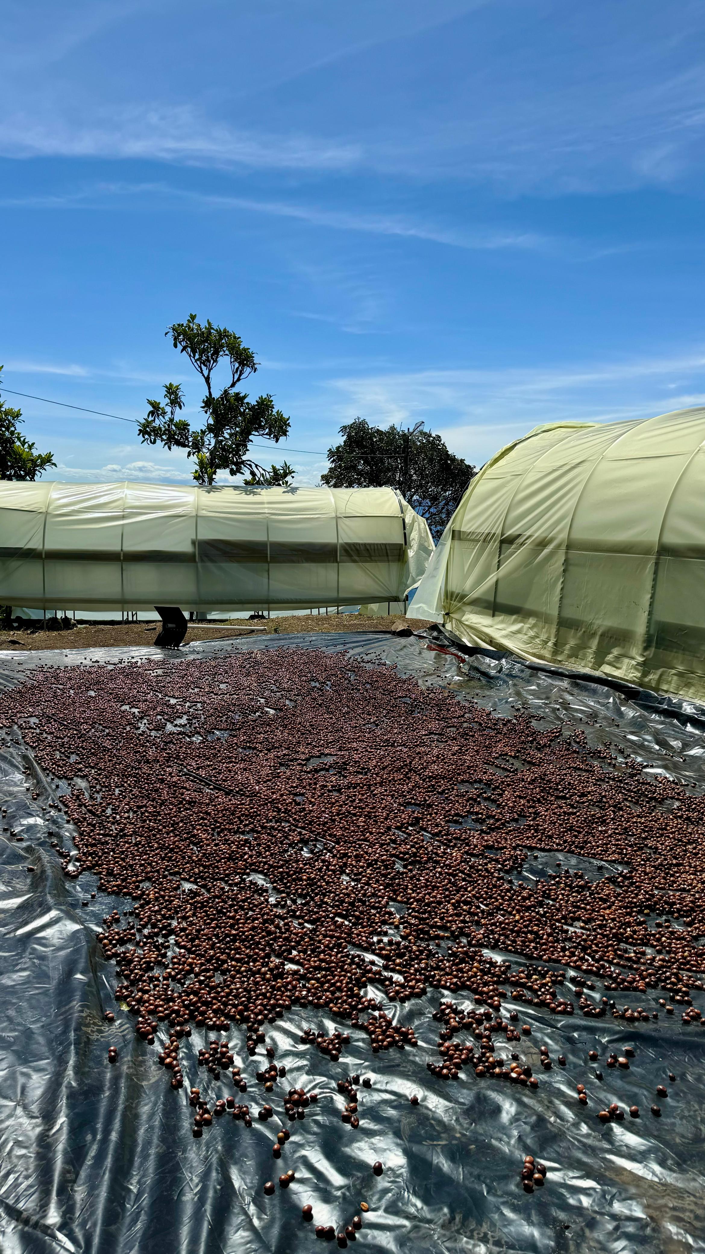 COL-002 | El Turpial washed