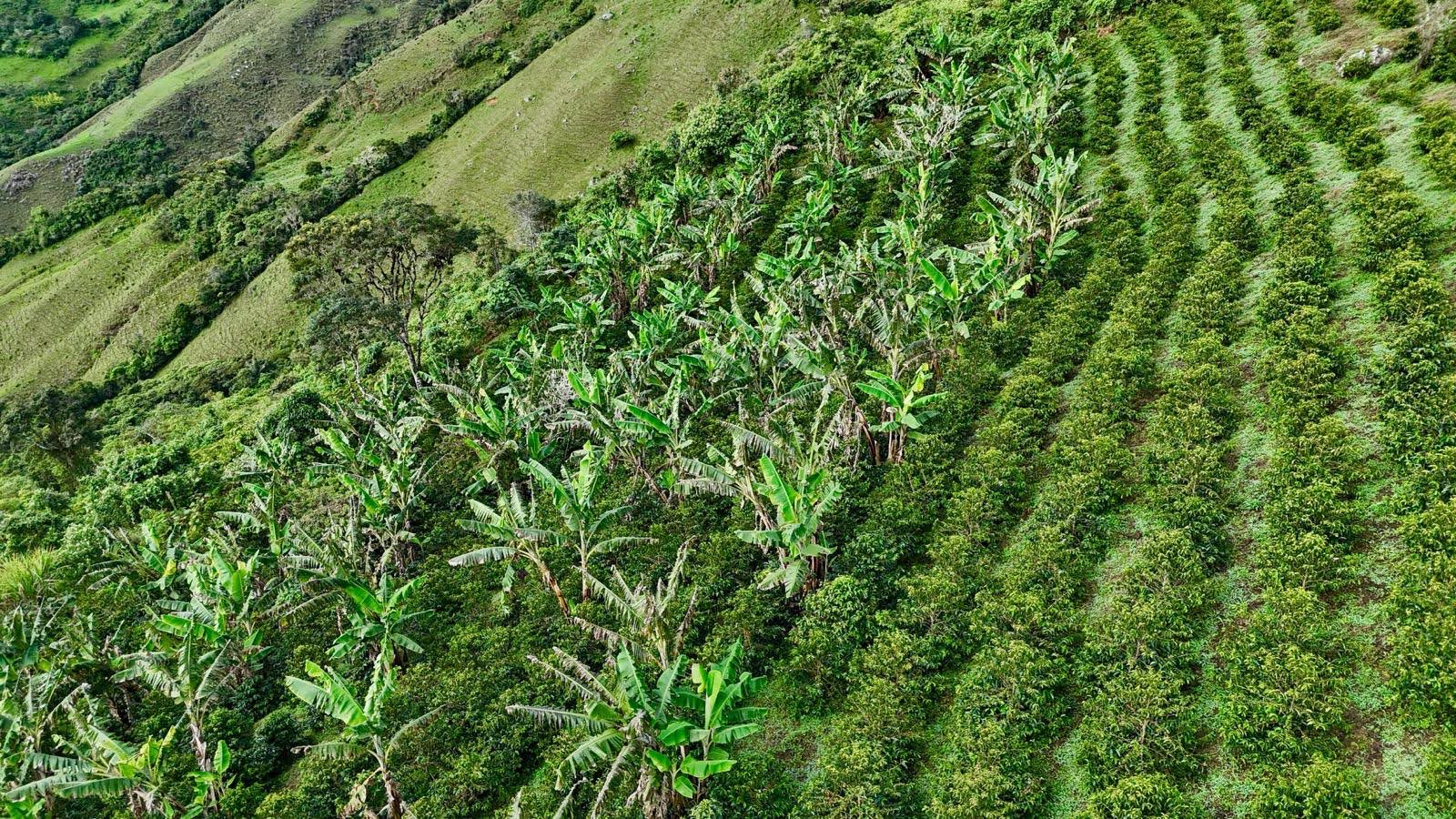 COL-003 | El Turpial honey