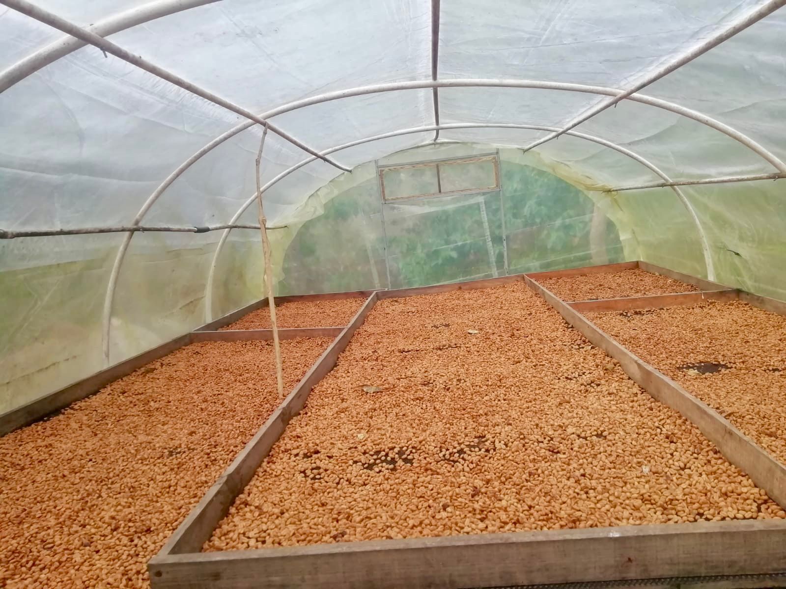 COL-003 | El Turpial honey