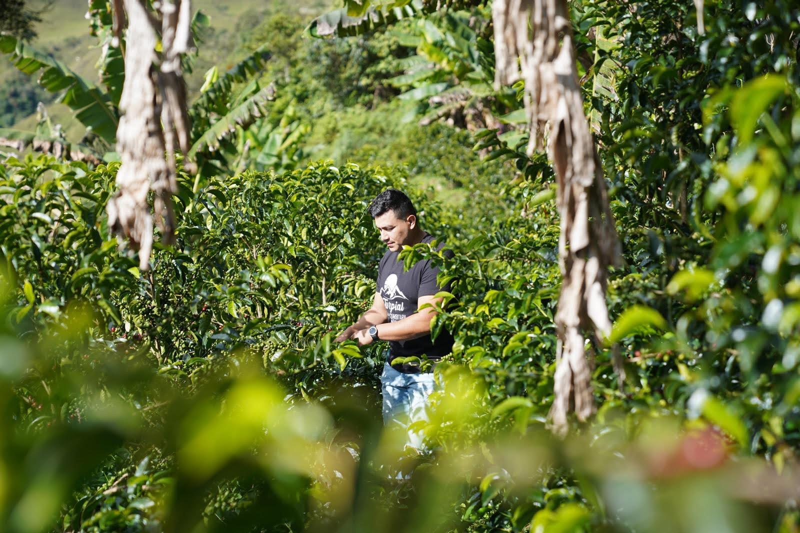 COL-002 | El Turpial washed