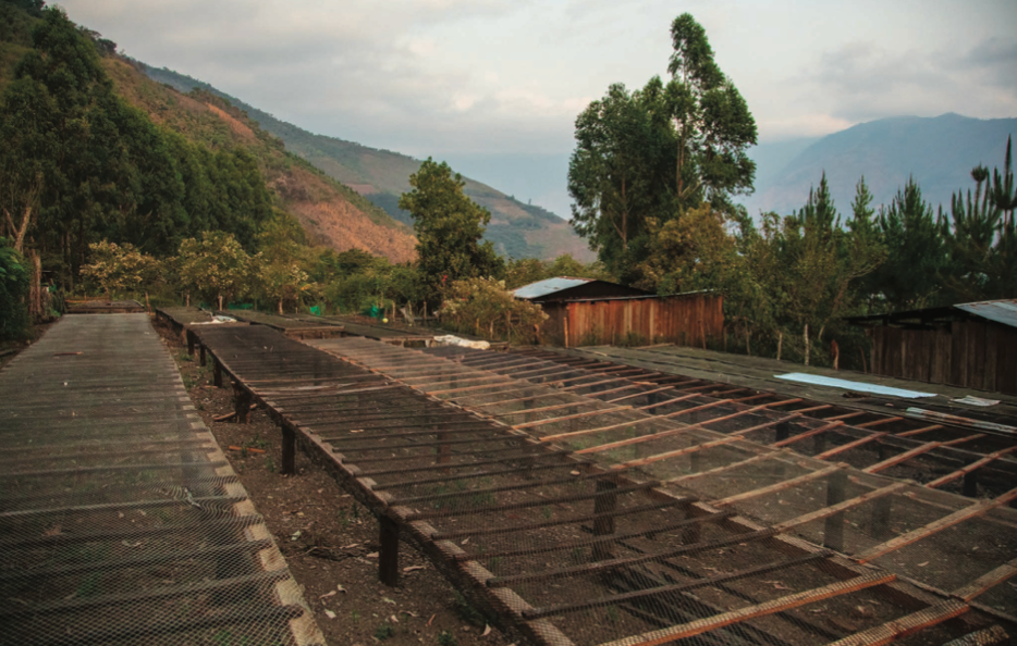 PER-001 | Finca Bella Vista Peru