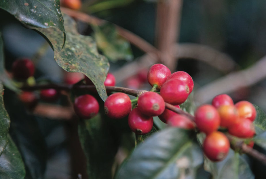 PER-001 | Finca Bella Vista Peru