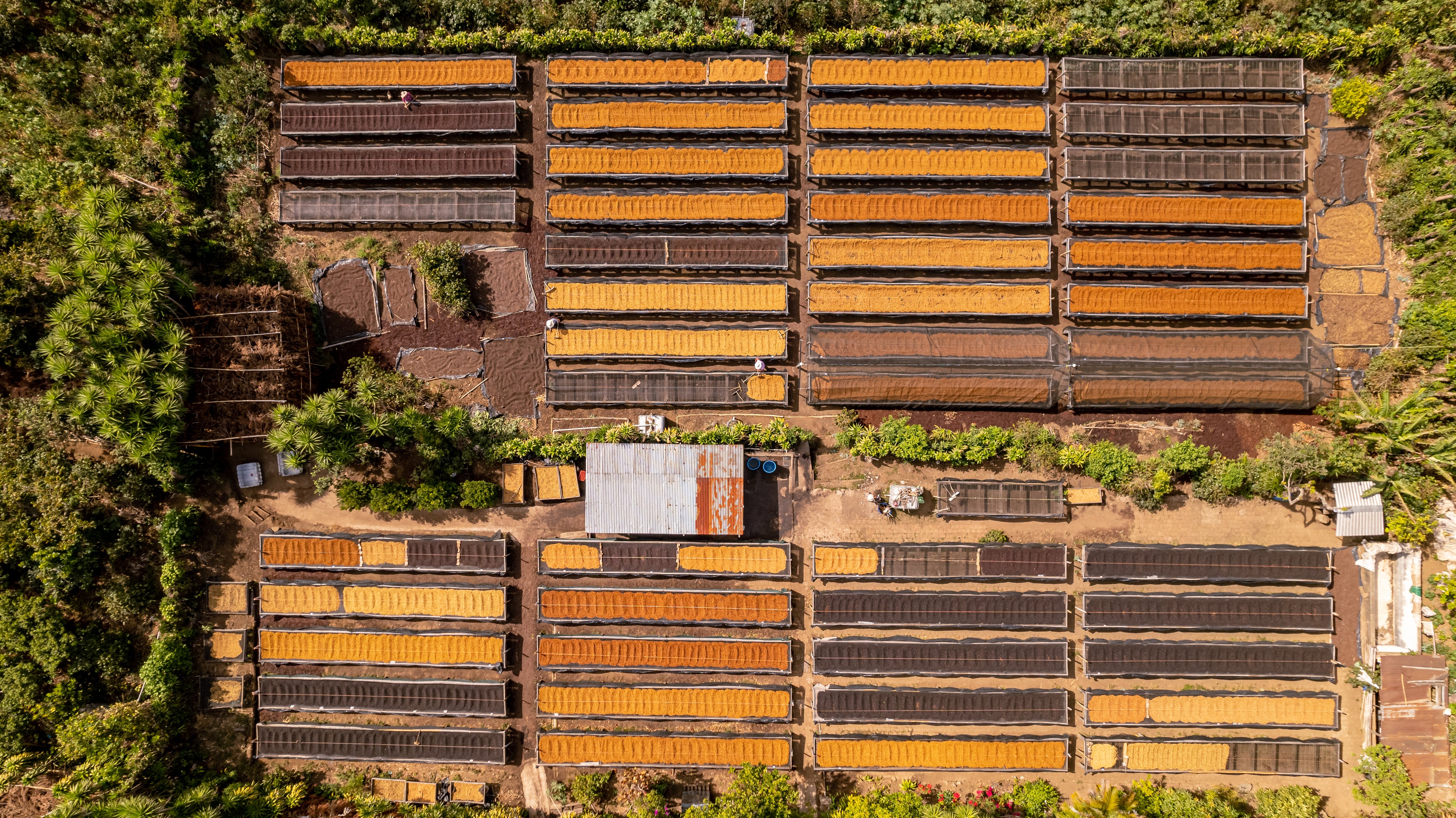 SAL-002 | Finca Las Brisas Carlos Pola Pacamara Naturel