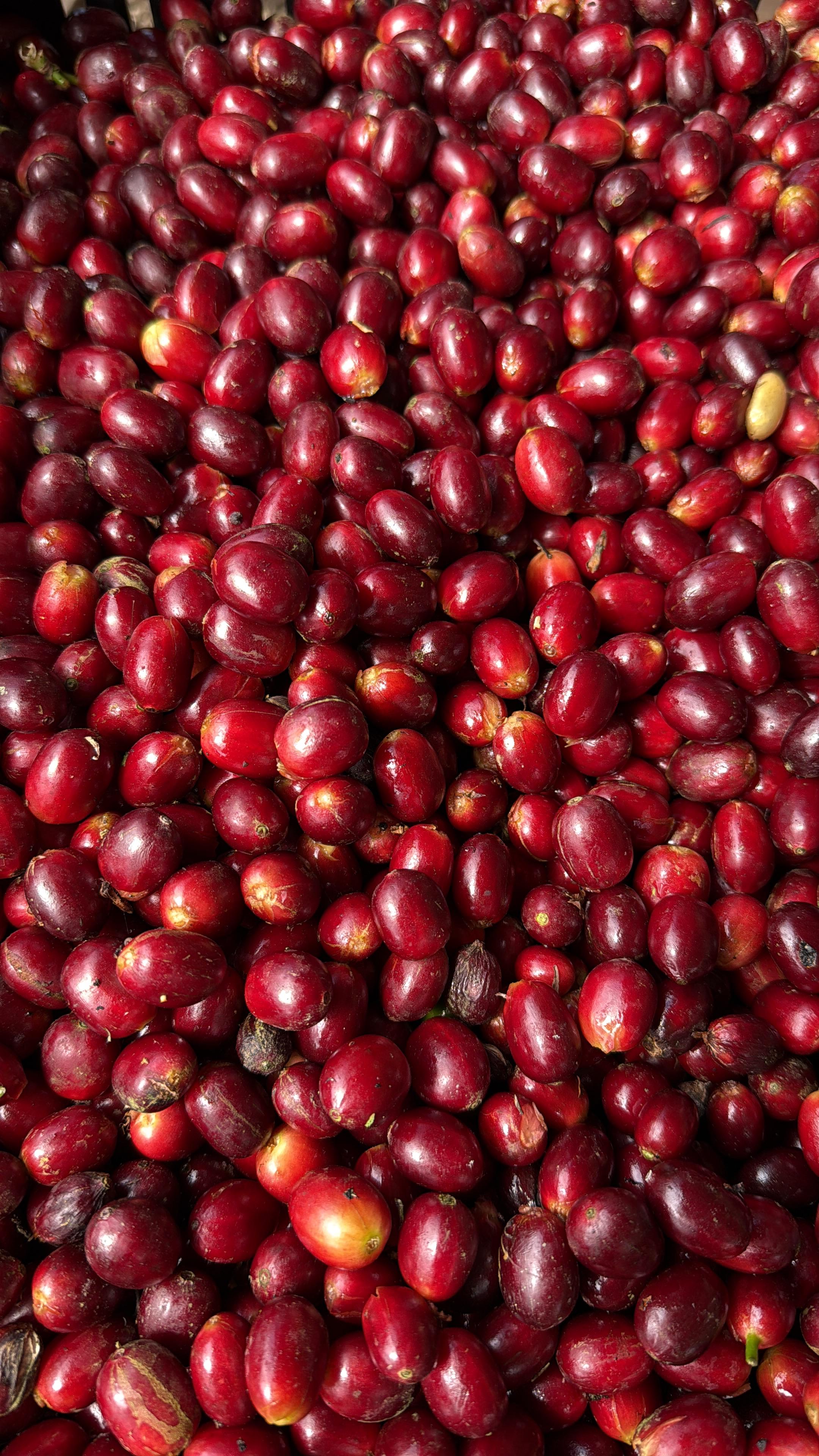 ECU-001 | La Soledad - Pepe Jijon