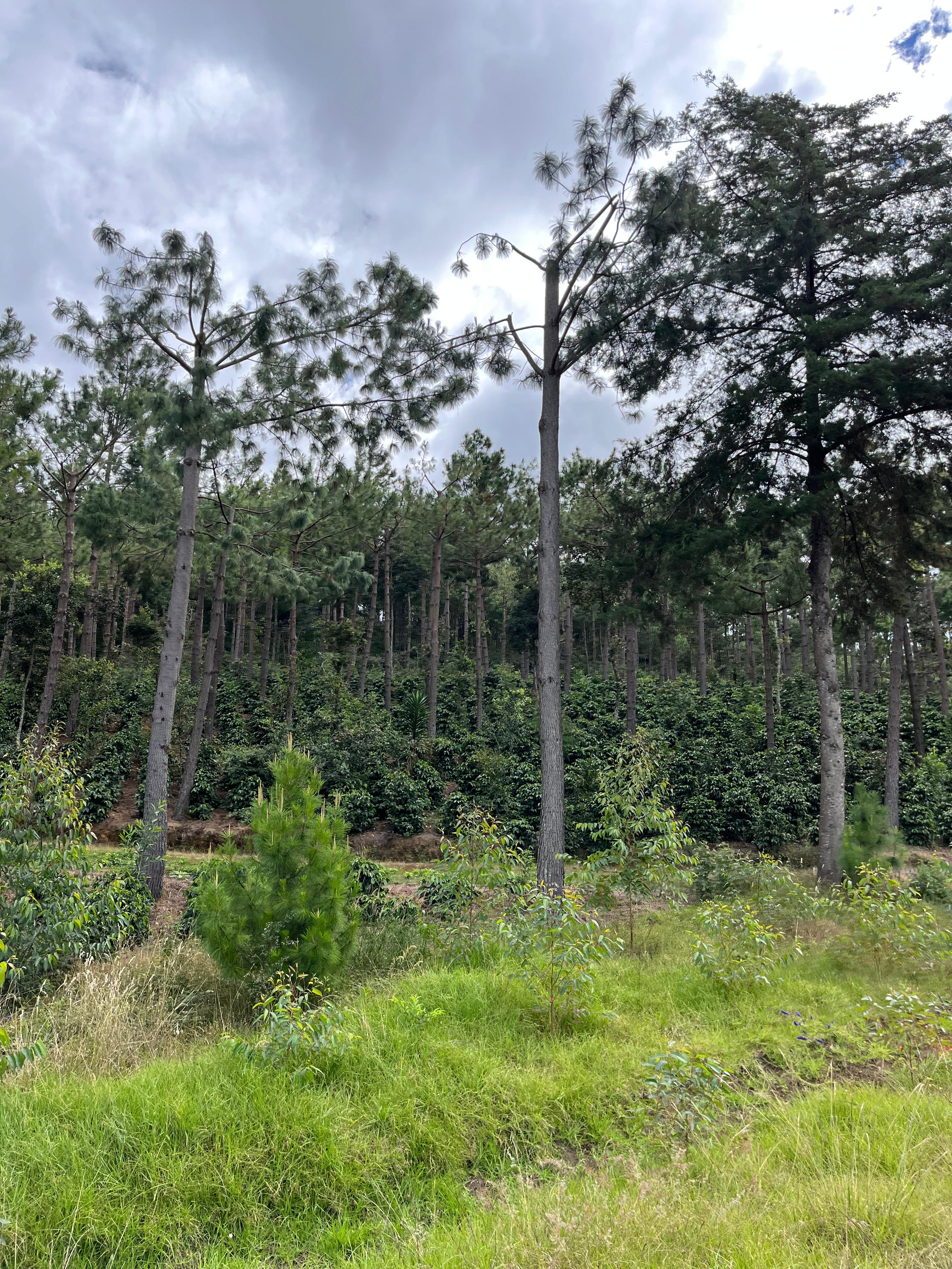 GUA-003 | Finca San Jose Ocana SL28
