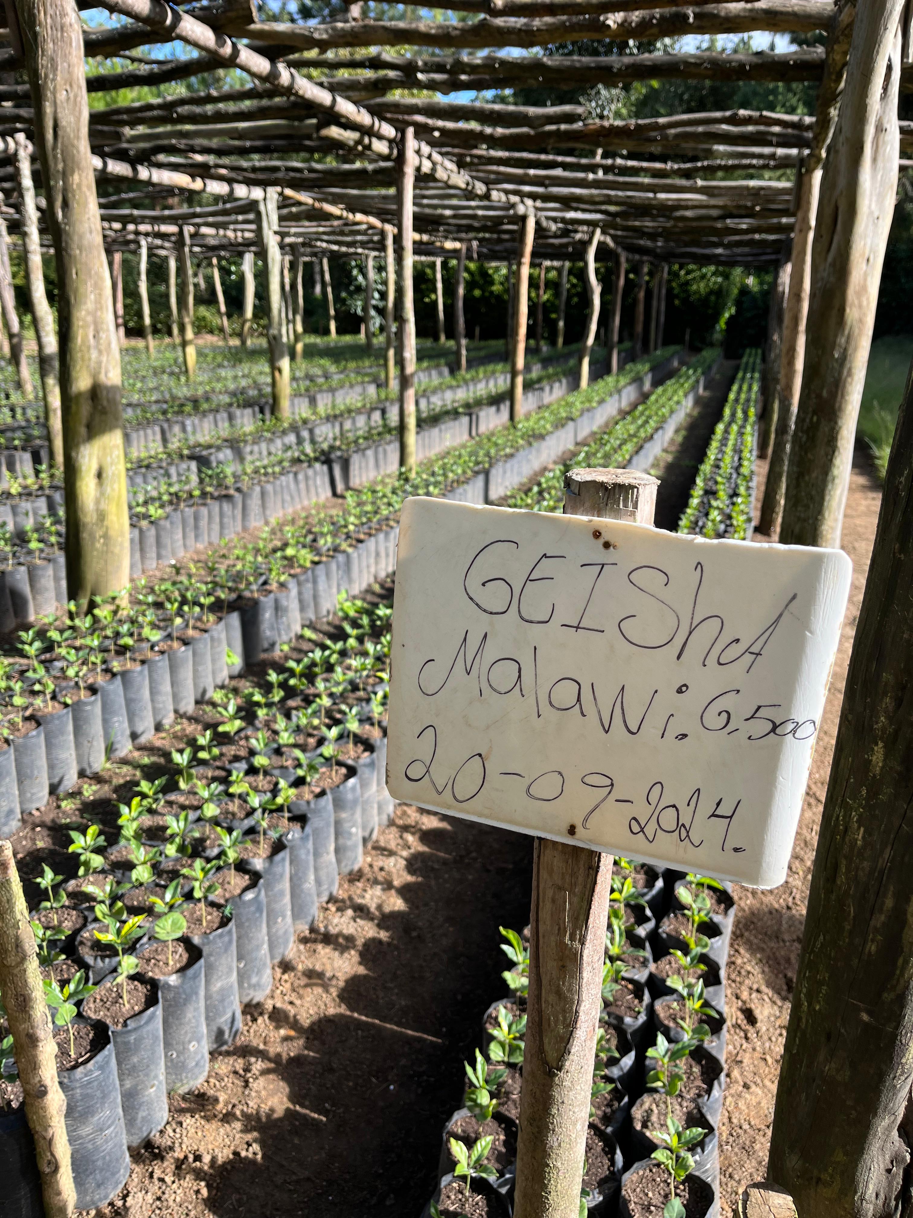 GUA-003 | Finca San Jose Ocana SL28