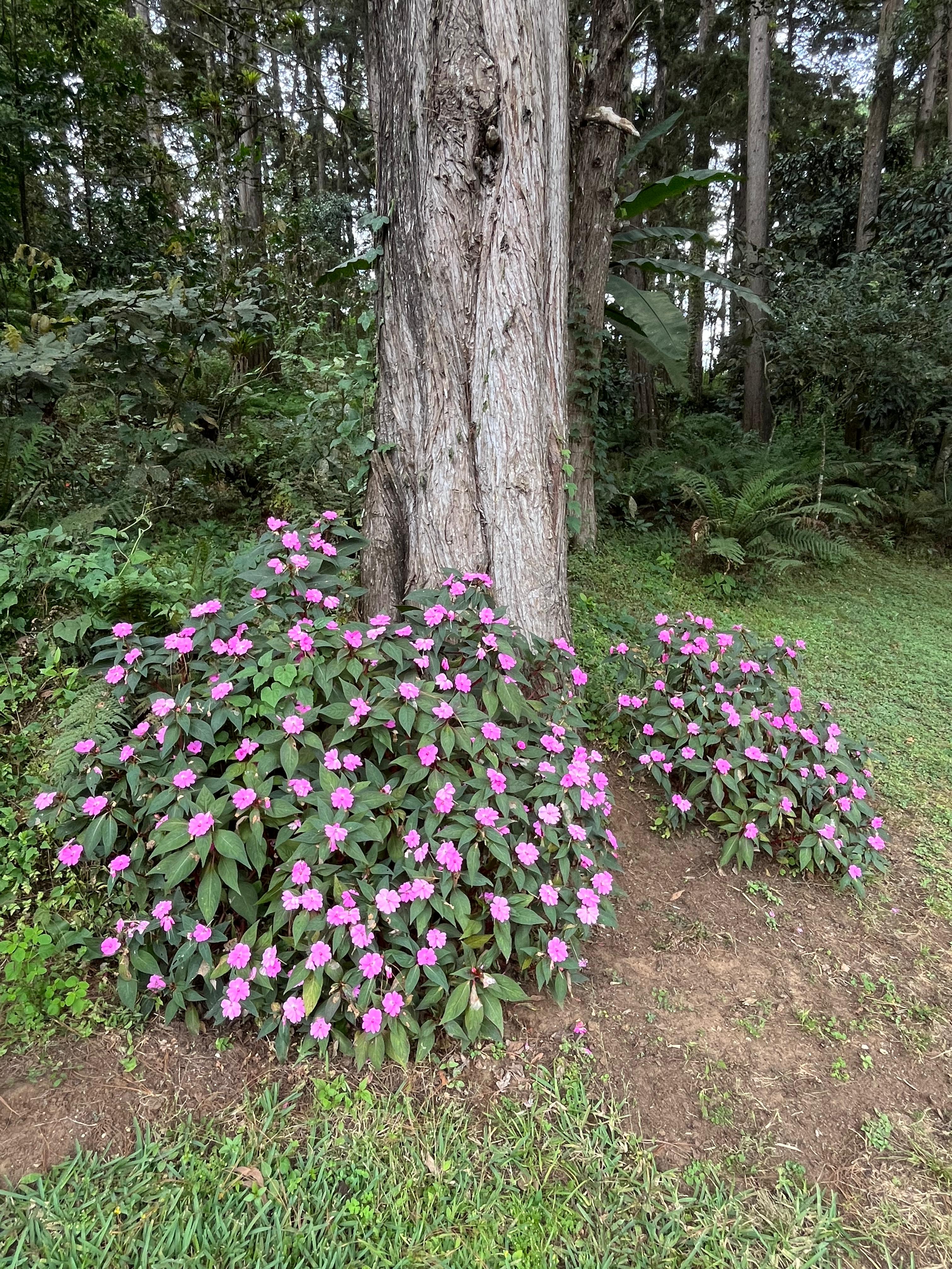 GUA-003 | Finca San Jose Ocana SL28