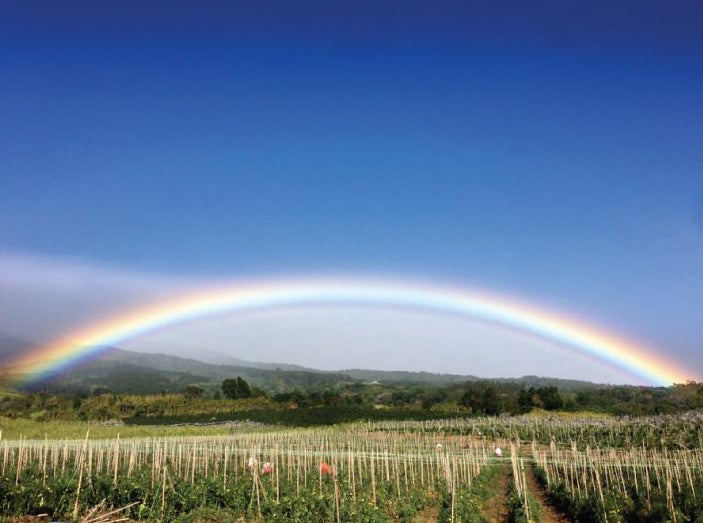 DK-001 | Volcan Azul