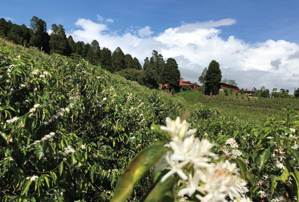 DK-001 | Volcan Azul