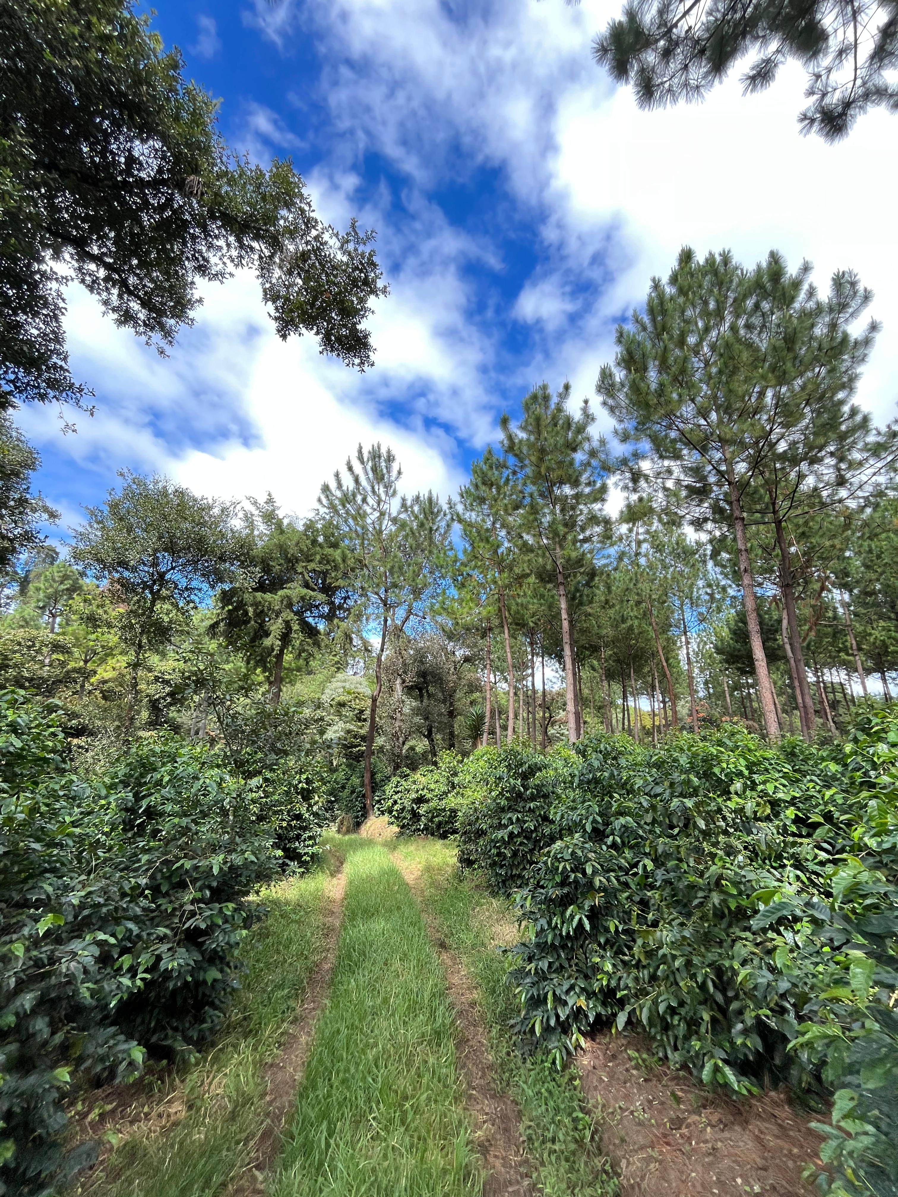 GUA-003 | Finca San Jose Ocana SL28