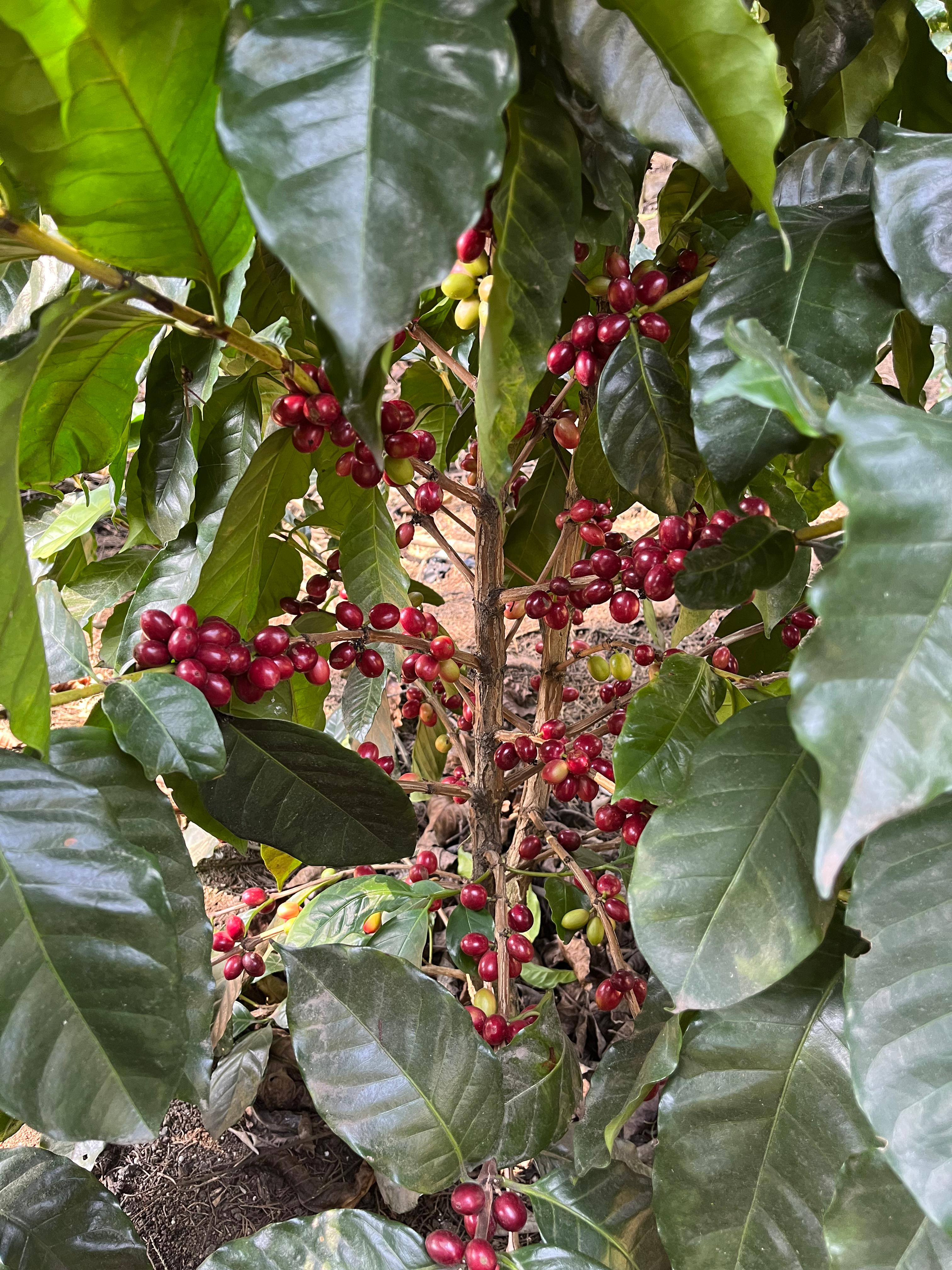 GUA-001 | Finca El Potrero Paraiso