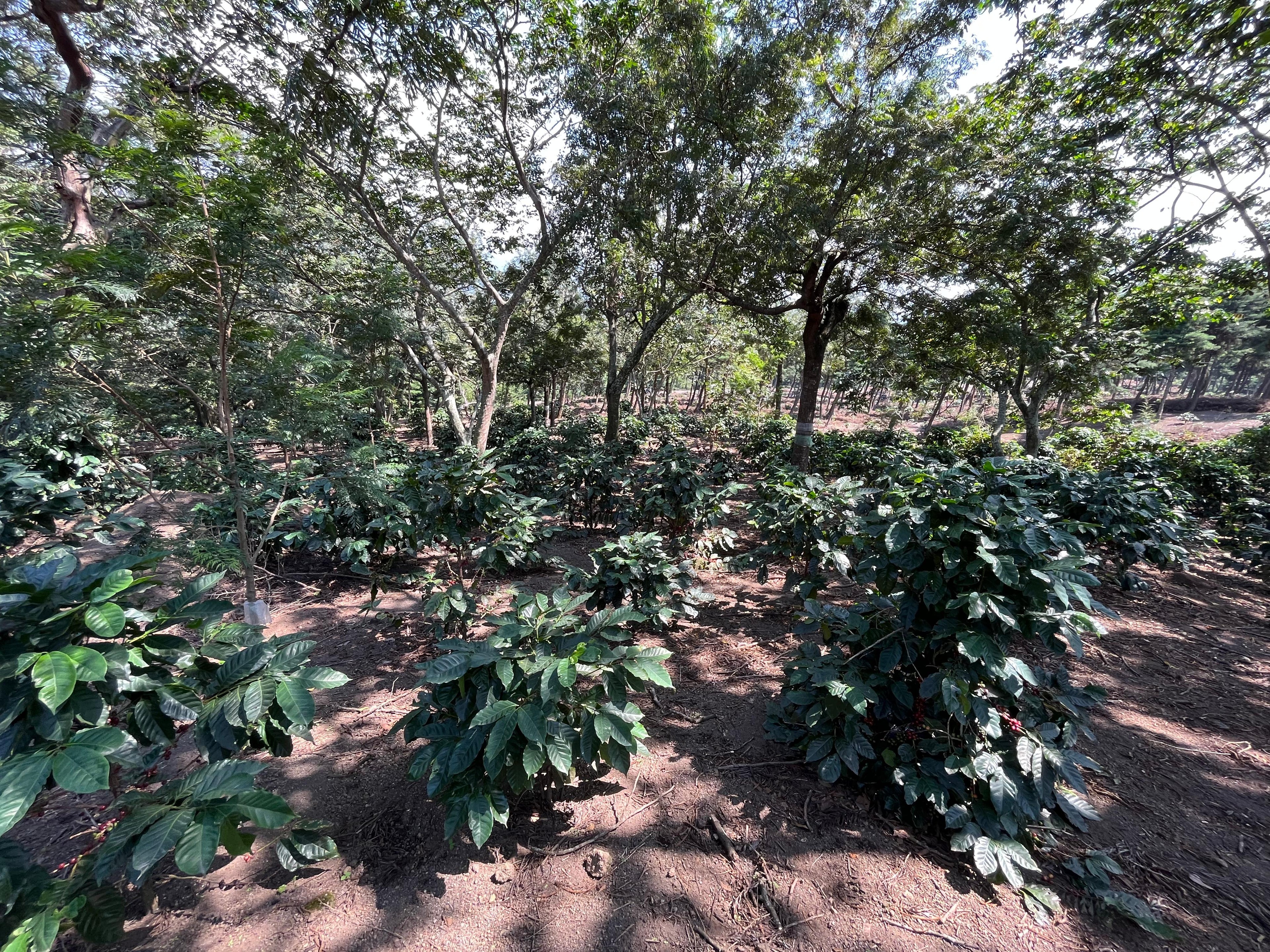 GUA-001 | Finca El Potrero Paraiso