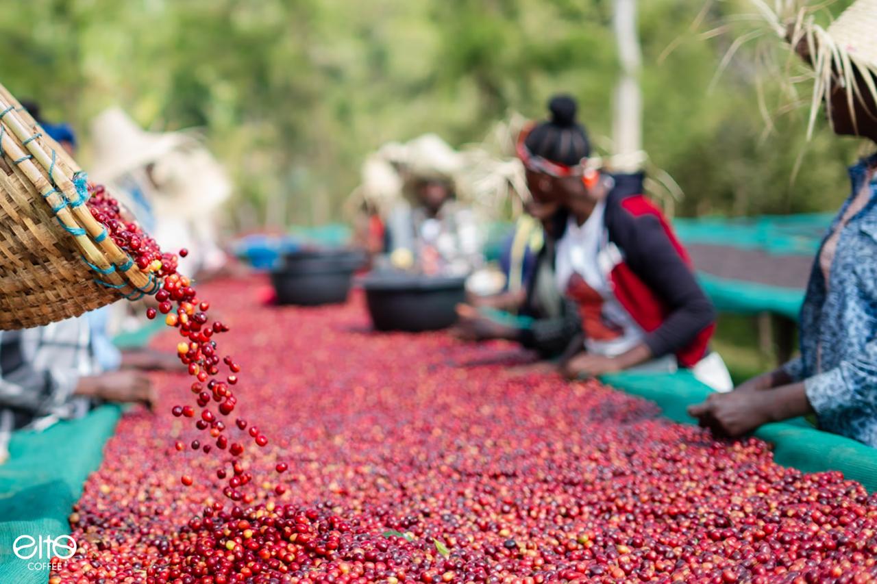 ETH-006 | Elto Elora