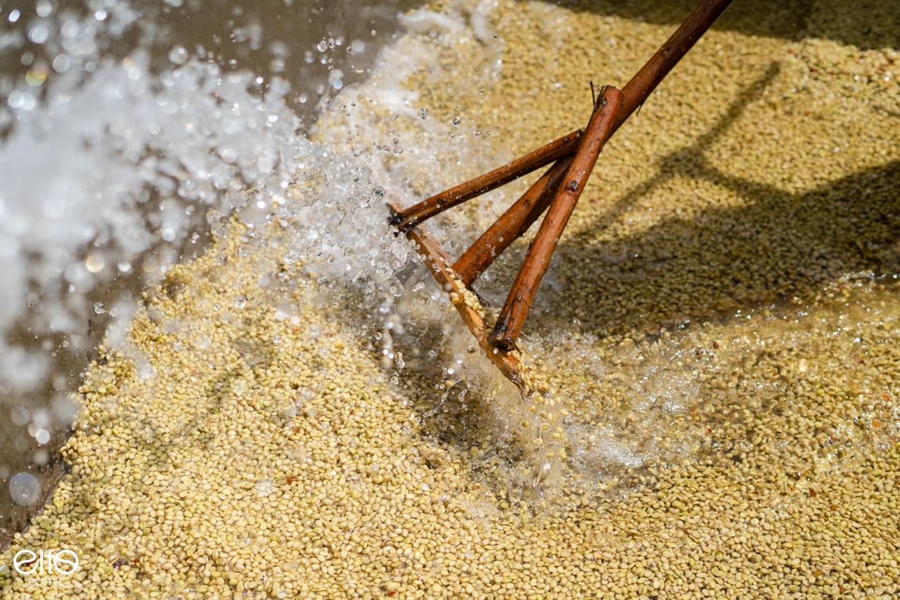 ETH-006 | Elto Elora