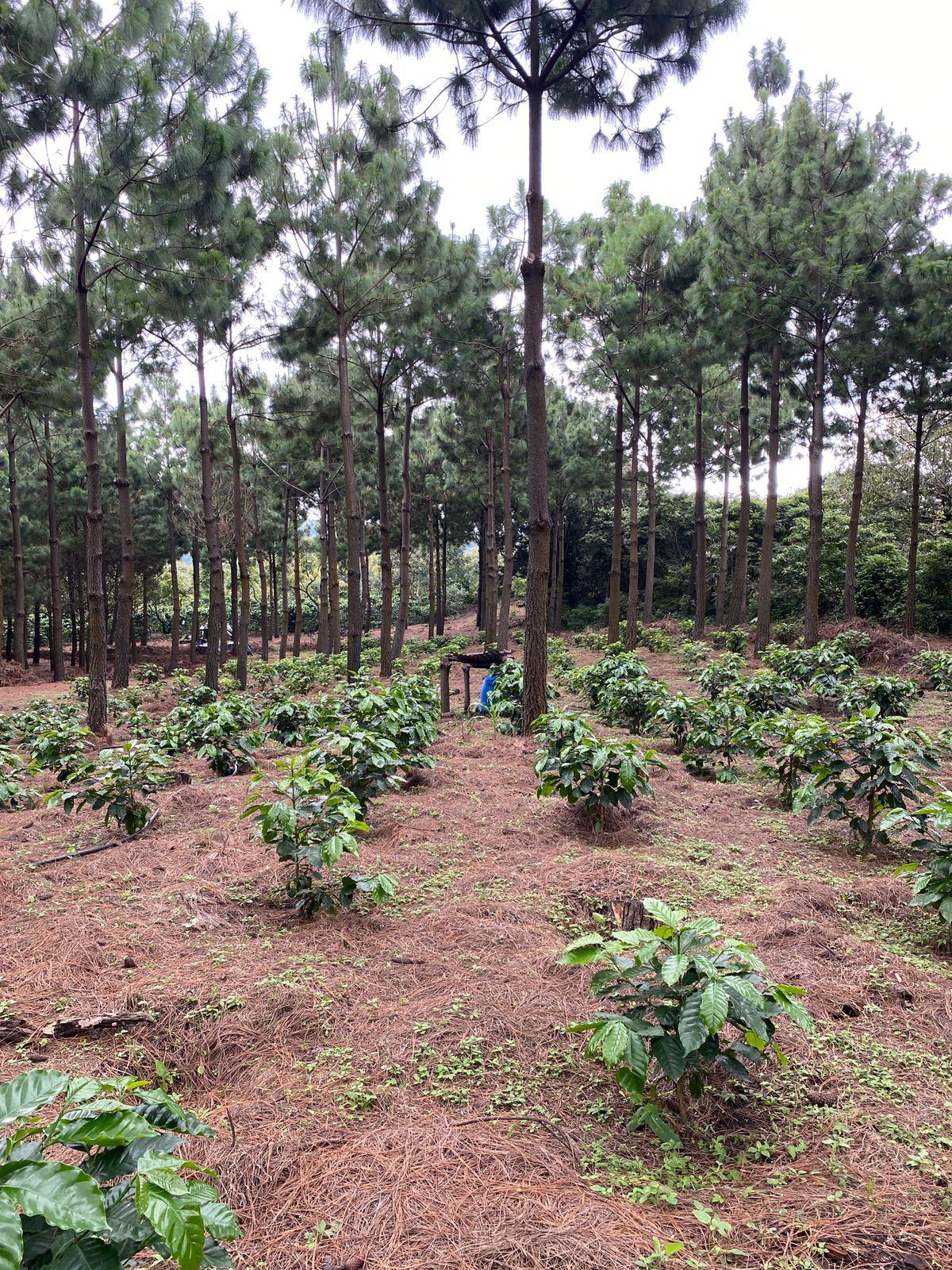 GUA-001 | Finca El Potrero Paraiso