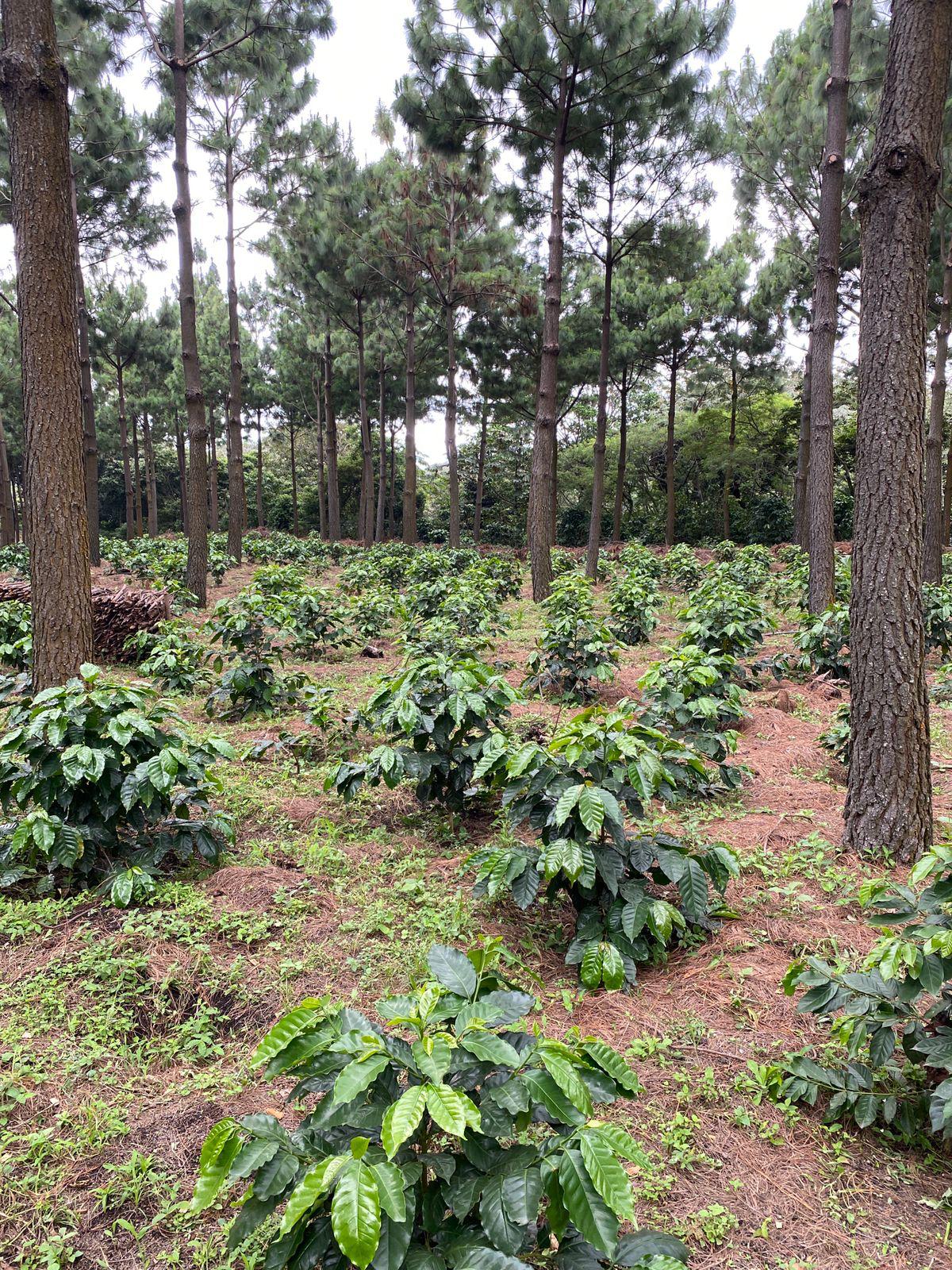 GUA-001 | Finca El Potrero Paraiso