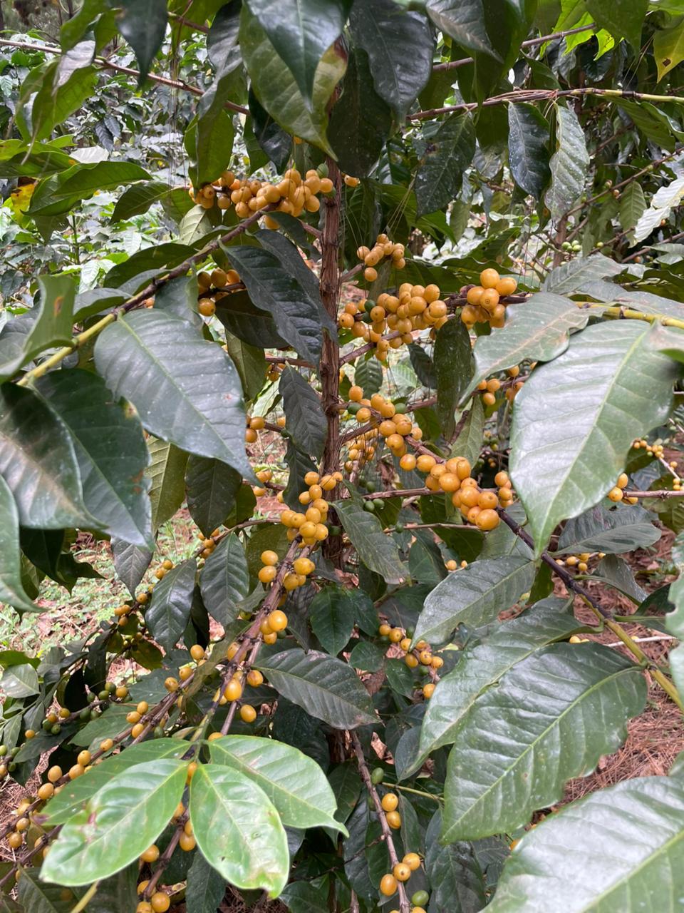 GUA-001 | Finca El Potrero Paraiso