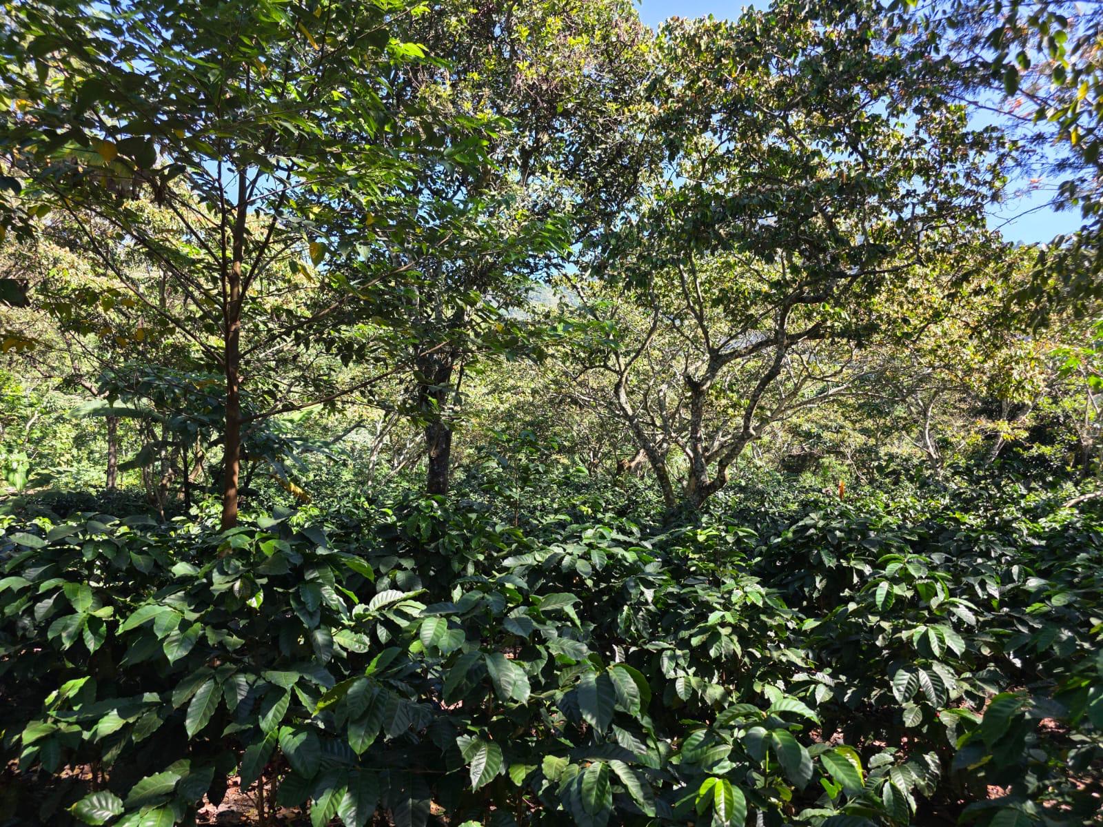 GUA-002 | Finca Relampago