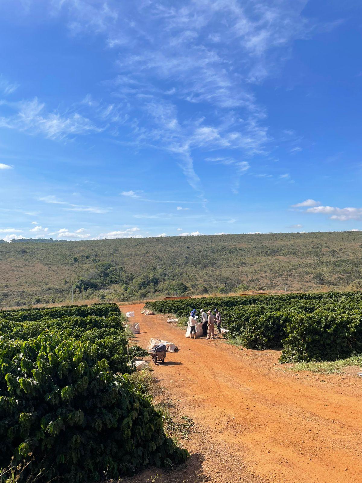 BRA-001 | Rio Brilhante Frutado