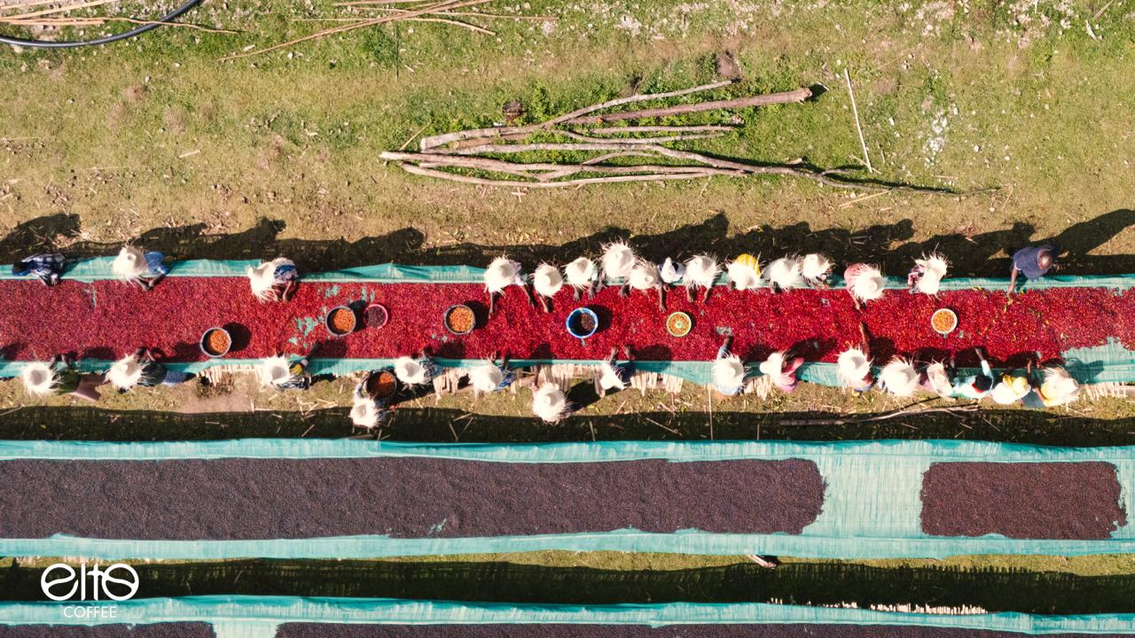 Aerial view of workers sorting vivid red coffee cherries on raised drying beds with teal mesh liners, Ethiopia