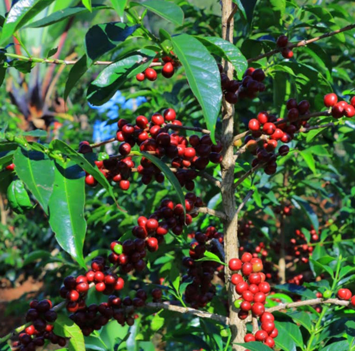 ETH-004 | Bildimoo Chelchele