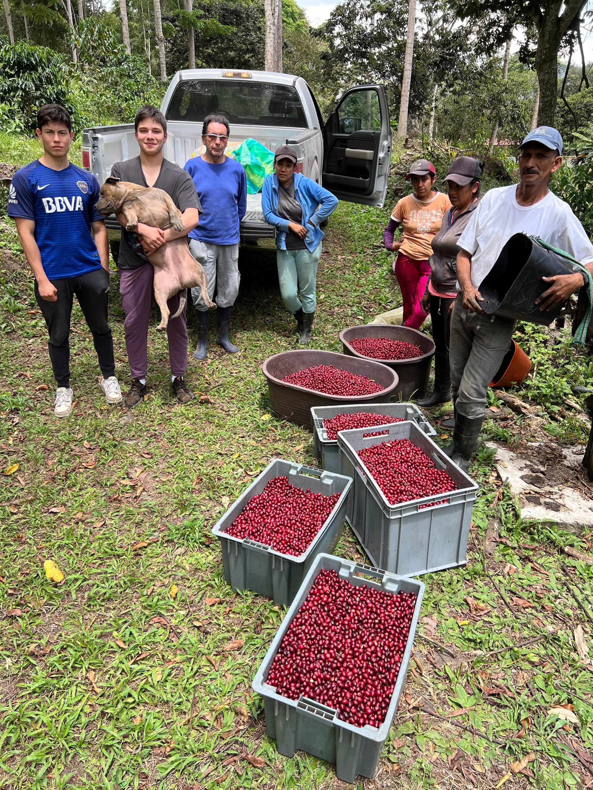 Farmers posing with large crates and bowls of freshly harvested red coffee cherries in a lush green Colombian farm setting