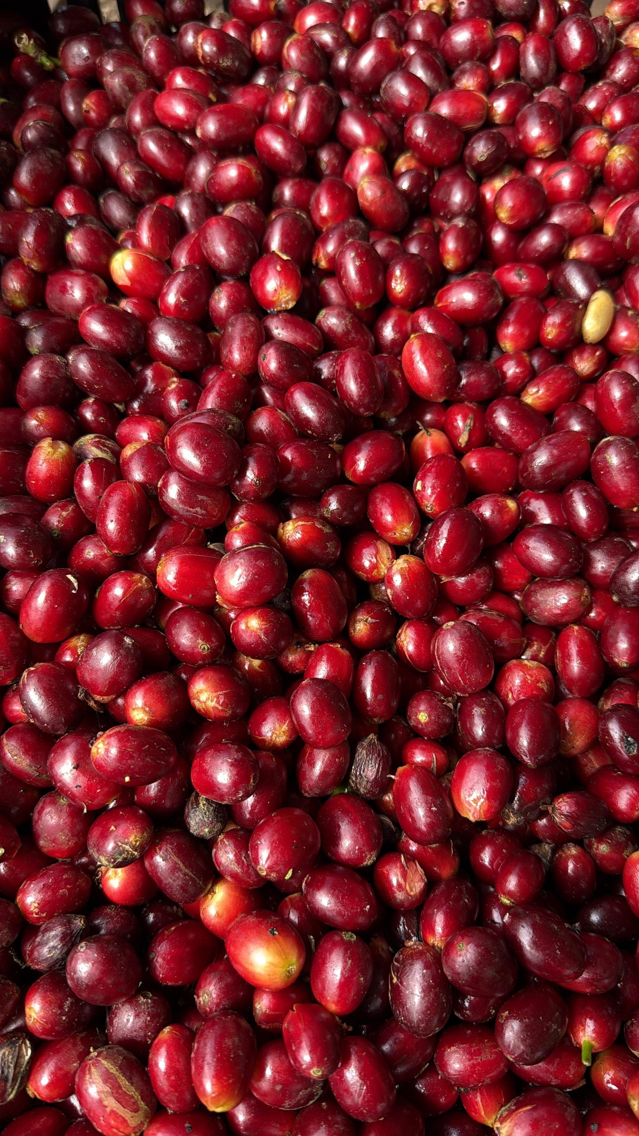 Pile of freshly harvested ripe red coffee cherries, glossy and plump, ready for processing at Parcel Torrefaction