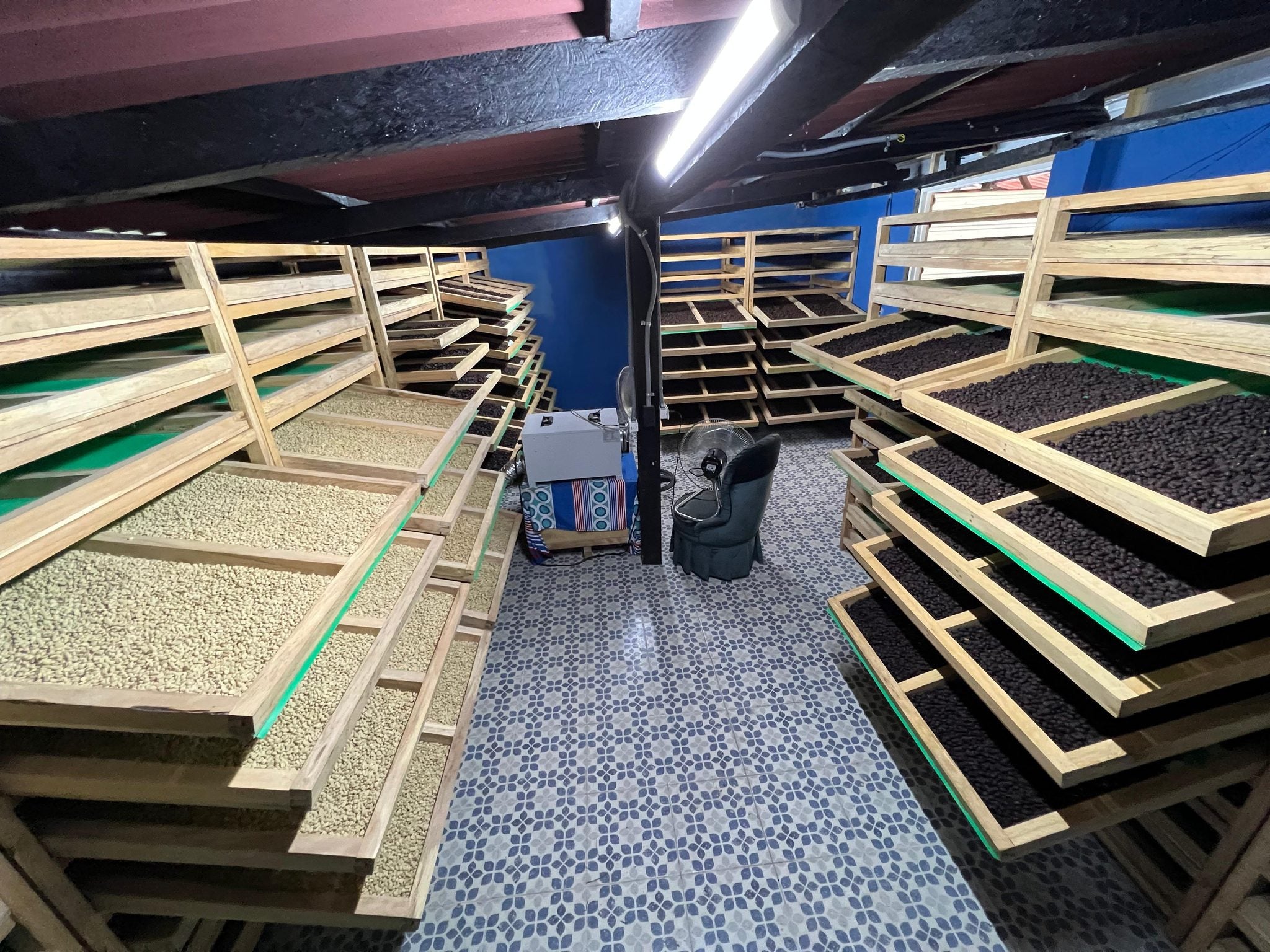 Indoor coffee processing room with tiered wooden drying beds holding green and dark dried coffee beans under fluorescent lighting