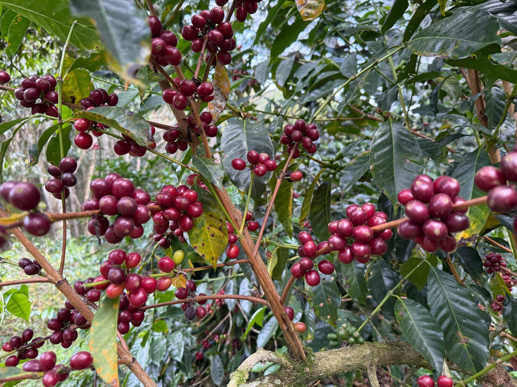 Clusters of ripe deep red coffee cherries growing on woody branches with dark green leaves on a coffee farm