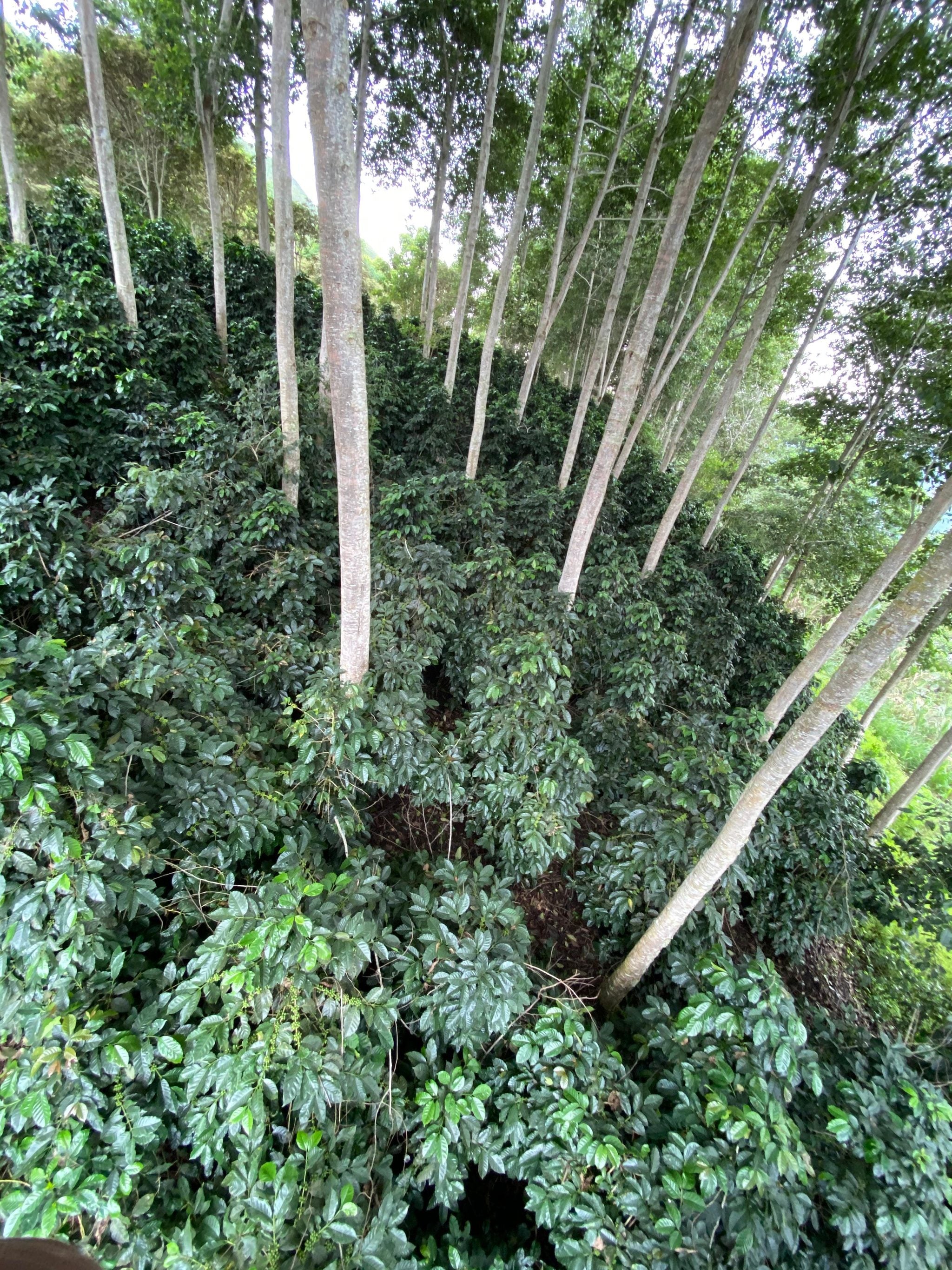 Aerial view of lush shade-grown coffee plants under tall silver-barked timber trees on a tropical hillside farm
