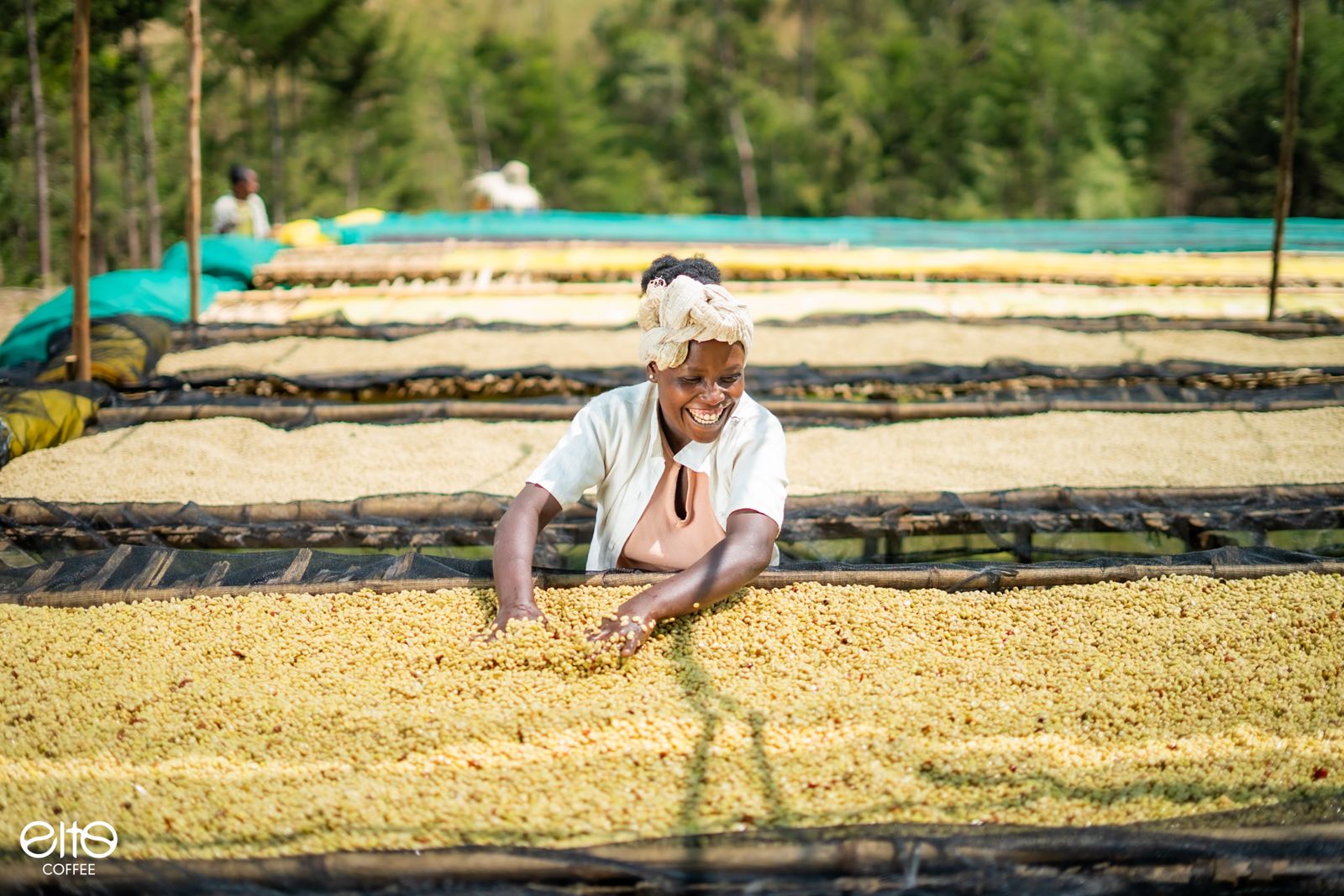 Smiling worker sorting yellow natural process coffee beans on raised African drying beds surrounded by green trees